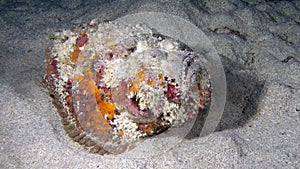 Synanceia verrucosa or a common Stonefish