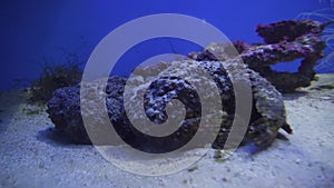Synanceia verrucosa is fish species known as the stonefish or Oclap stock footage video