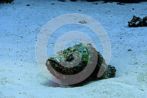 Synanceia verrucosa fish stone photo