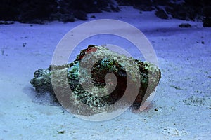 Synanceia verrucosa fish stone photo