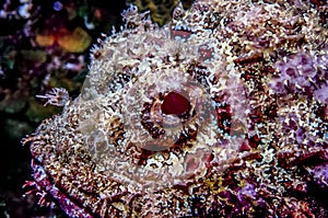 Synanceia verrucosa,reef stonefish photo