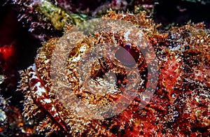 Synanceia verrucosa,reef stonefish photo