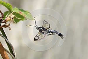 Synanthedon spheciformis, white-barred clearwing