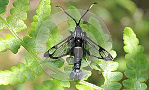 Synanthedon spheciformis, white-barred clearwing