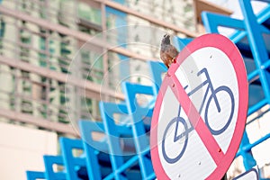 bird common Myna sits on a road sign prohibiting the passage of cyclists. The concept of urbanized birds living in photo