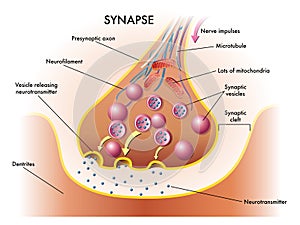 Synapse