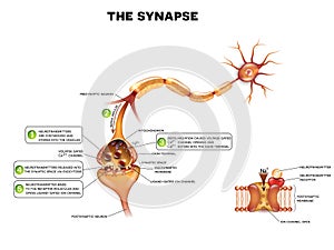 Synapse