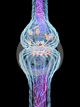 The synapse anatomy