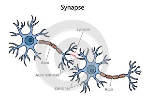 Synapse connection diagram medical science