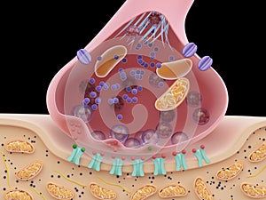 A synapse cross-section