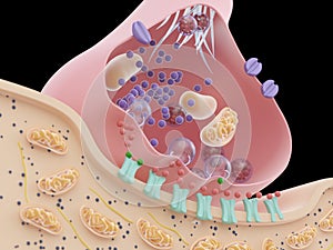 A synapse cross-section