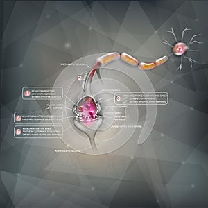 Synapse detailed anatomy