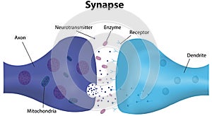 Synapse Labeled Diagram