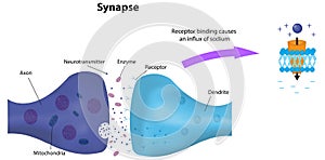 Synapse Labeled Diagram and Receptor photo