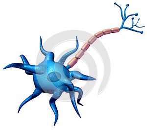 Synapse Neuron Body Anatomy