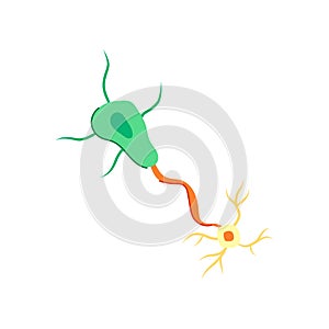 synapse neurons cartoon vector illustration