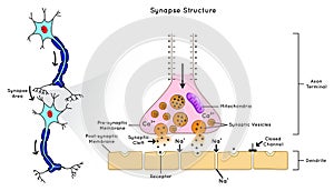 Synapse Structure Infographic Diagram permit neuron pass electrical chemical signal to nerve cell