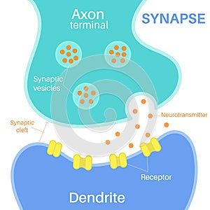 Synapse is a structure that permits a neuron.