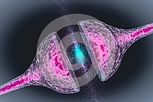 Synapse between two neurons neural synapse receptors neuron link neural network