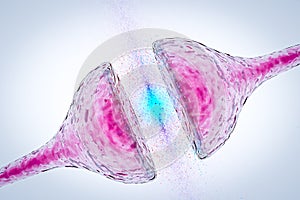 Synapse between two neurons neural synapse receptors neuron link neural network