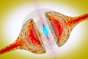 Synapse between two neurons neural synapse receptors neuron link neural network