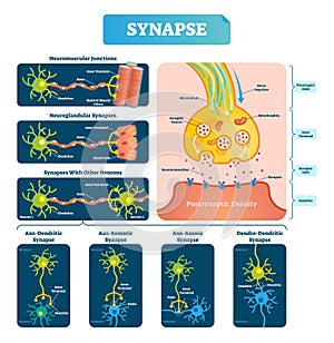 Synapse vector illustration. Labeled diagram with neuromuscular example.