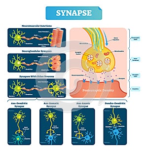 Synapse vector illustration. Labeled diagram with neuromuscular example. photo
