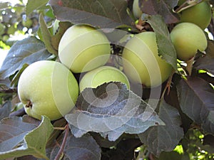 Synapses apples are not yet ripe, and hang among the leaves on the tree.