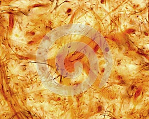 Synapses. Silver nitrate