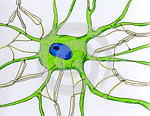 Synaptic endings on a neuron, illustration
