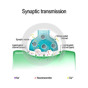 Synaptic transmission. Structure of chemical synapse