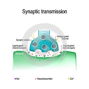Synaptic transmission. Structure of chemical synapse photo