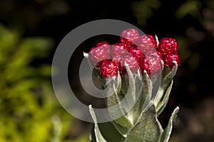 Syncarpha eximia strawberry everlasting