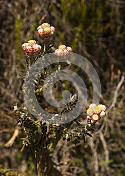 Syncarpha species everlasting flower photo