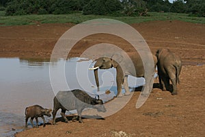 Syncerus caffer and elephants in kenya