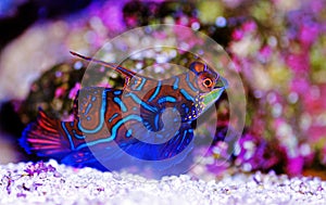 Synchiropus splendidus - The Mandarin fish, one of the most colorful saltwater fish