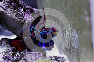 Synchiropus splendidus - The Mandarin fish, one of the most colorful saltwater fish