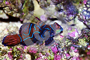 Synchiropus splendidus - The Mandarin fish, one of the most colorful saltwater fish