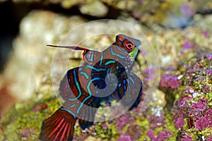 Synchiropus splendidus - The Mandarin fish, one of the most colorful saltwater fish