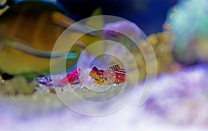 Ruby Red Dragonet - Synchiropus sycorax