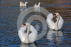 Synchron at sunset - couple swans and behind them a pair of geese.