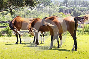 Synchronised horses