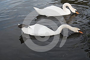 Synchronised swimming