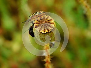 Synchronization of colors of one overblown poppy flower and bugs on it