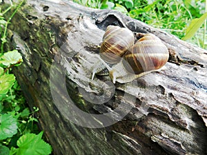 Synchronization of two snails on a tree trunk