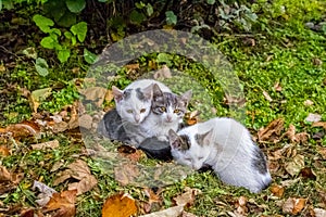 Synchronization of warming kittens