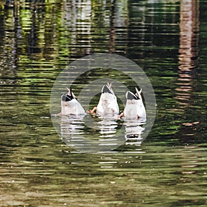 Synchronized diving ducks