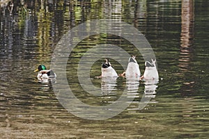 Synchronized diving ducks