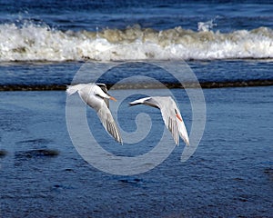 Synchronized Flight