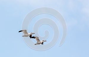Synchronized Flight for These Snow Geese in Baie Du FÃ¨vre, QuÃ©bec, Canada. Snow Goose.